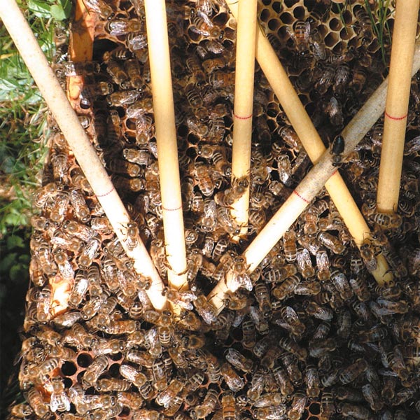 Schwarzwald-Ohrkerzen mit Bienenl